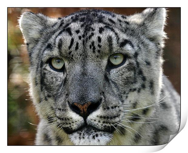 Snow Leopard Print by Reginald Hood