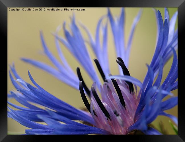 Cornflower Framed Print by Julie Coe