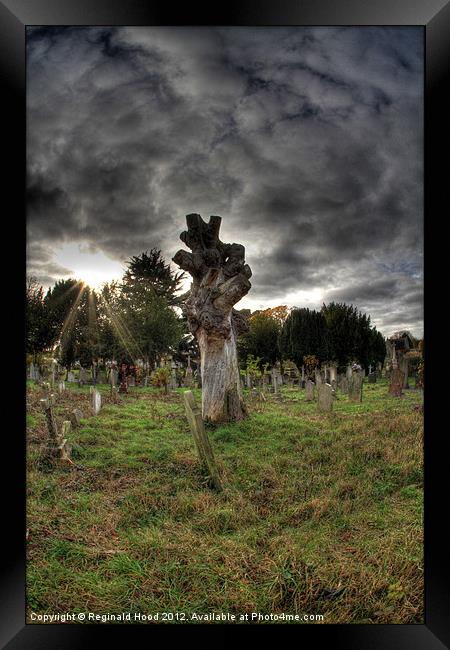 Dead Tree Framed Print by Reginald Hood