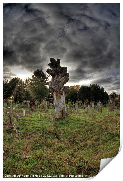 Dead Tree Print by Reginald Hood
