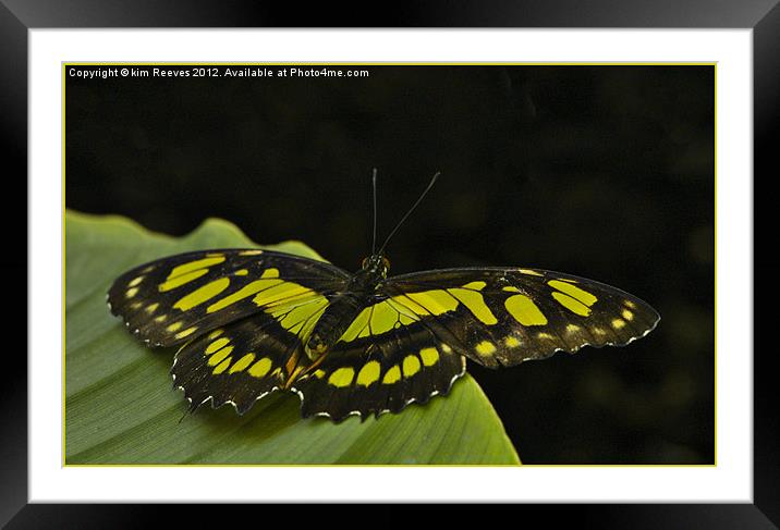 Butterfly Framed Mounted Print by kim Reeves