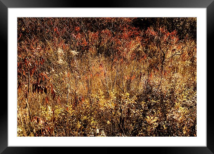 Fall Field Framed Mounted Print by Mary Lane