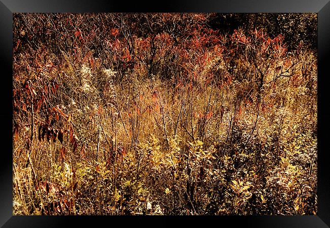 Fall Field Framed Print by Mary Lane