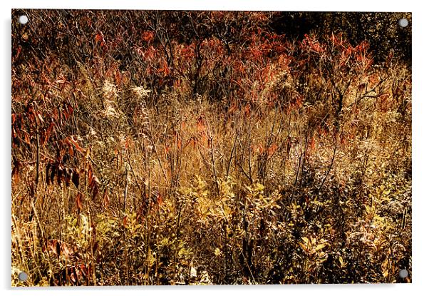 Fall Field Acrylic by Mary Lane