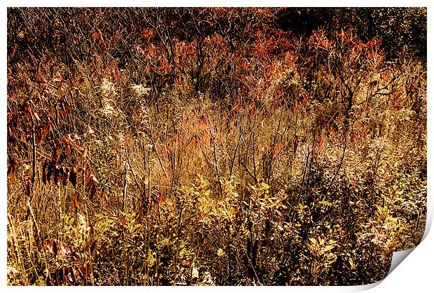 Fall Field Print by Mary Lane