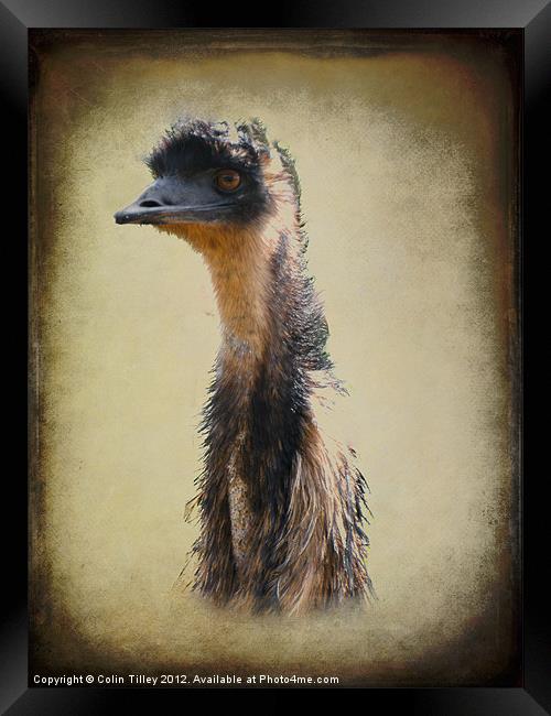 Emu Framed Print by Colin Tilley