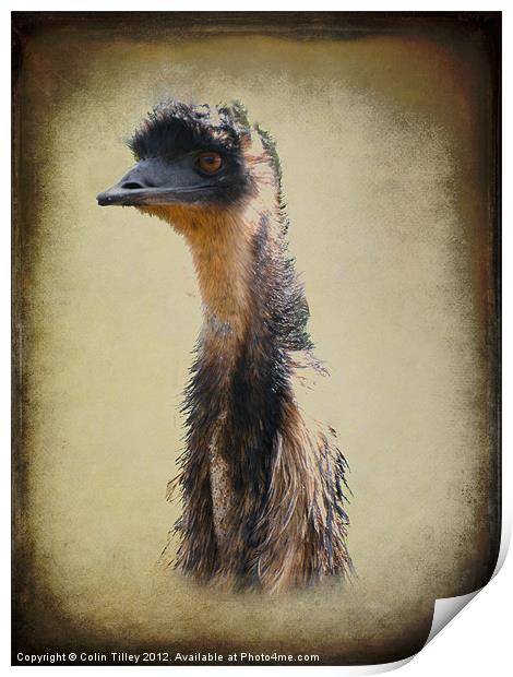 Emu Print by Colin Tilley