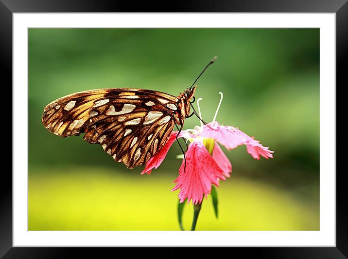 Gulf fritillary Butterfly Framed Mounted Print by Grant Glendinning