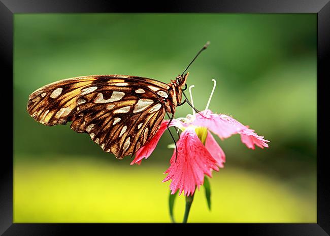 Gulf fritillary Butterfly Framed Print by Grant Glendinning