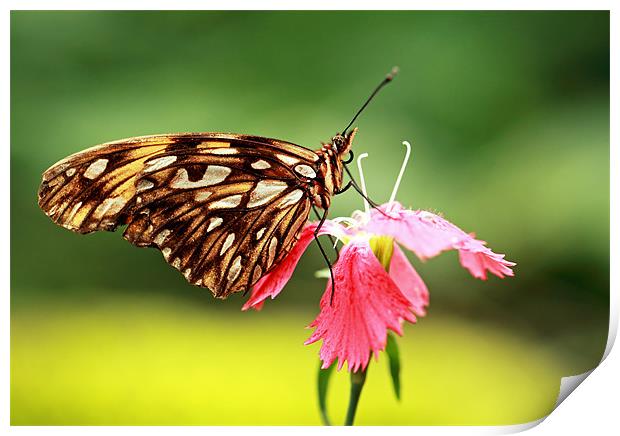 Gulf fritillary Butterfly Print by Grant Glendinning