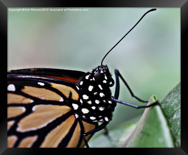 Monarch Butterfly Framed Print by kim Reeves