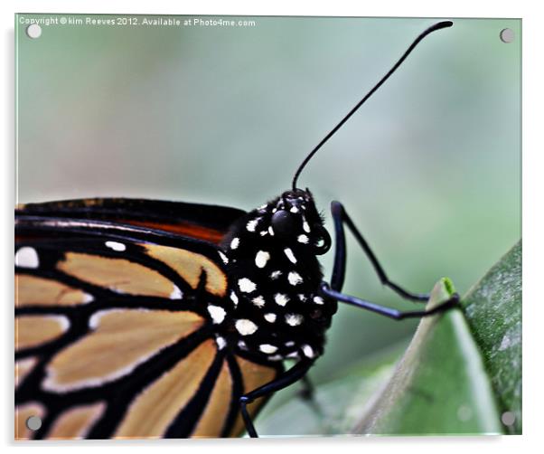 Monarch Butterfly Acrylic by kim Reeves