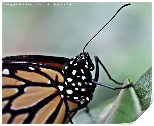 Monarch Butterfly Print by kim Reeves