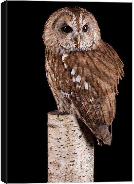 Tawny Owl Canvas Print by Mark Kyte