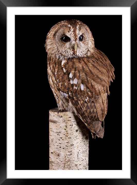 Tawny Owl Framed Mounted Print by Mark Kyte
