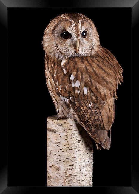 Tawny Owl Framed Print by Mark Kyte