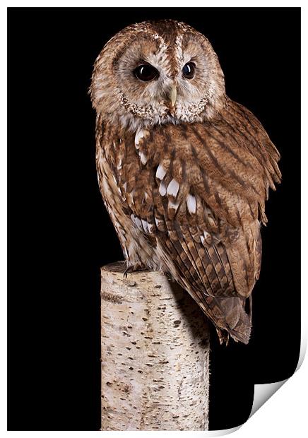 Tawny Owl Print by Mark Kyte