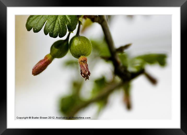 Gooseberry Fruits Framed Mounted Print by Buster Brown