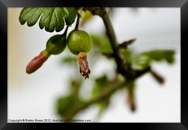 Gooseberry Fruits Framed Print by Buster Brown