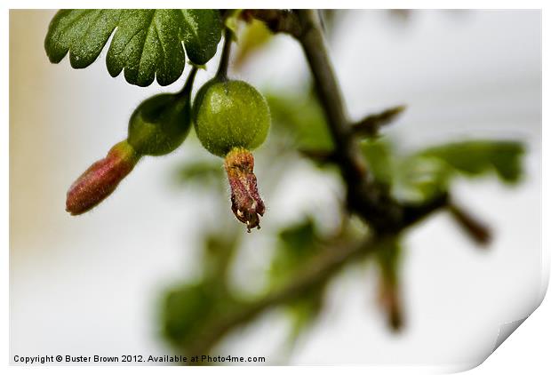 Gooseberry Fruits Print by Buster Brown