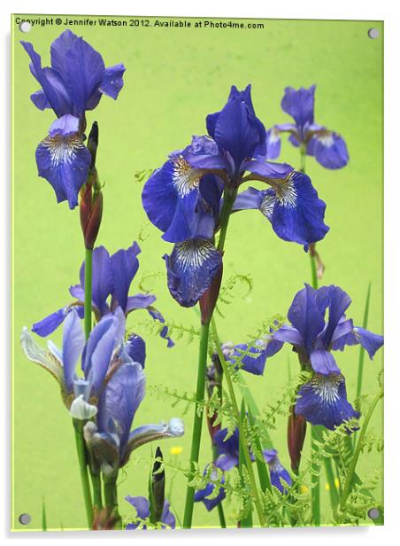 Blue Irises Acrylic by Jennifer Henderson