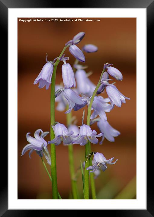 Spanish Bluebells Framed Mounted Print by Julie Coe