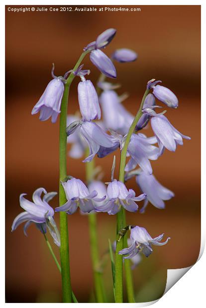 Spanish Bluebells Print by Julie Coe