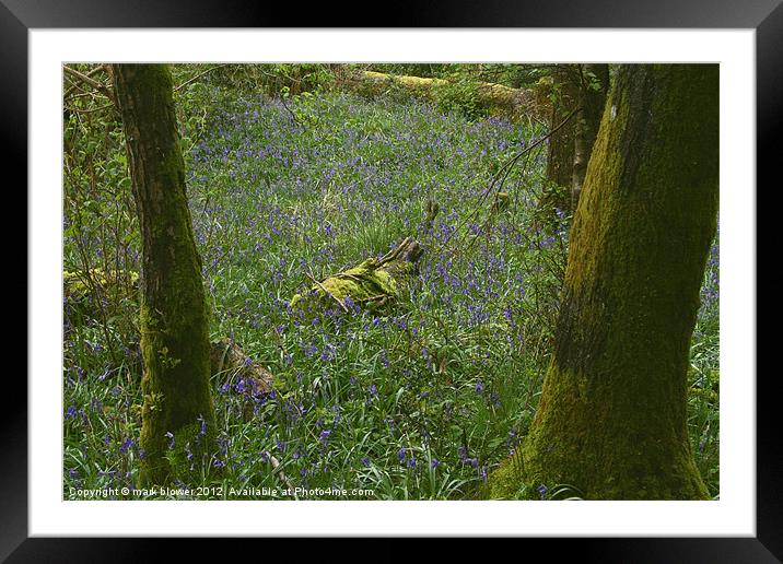 Bluebell wood Framed Mounted Print by mark blower
