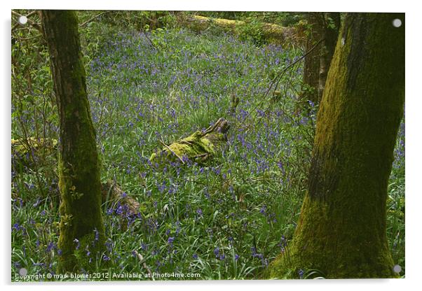Bluebell wood Acrylic by mark blower
