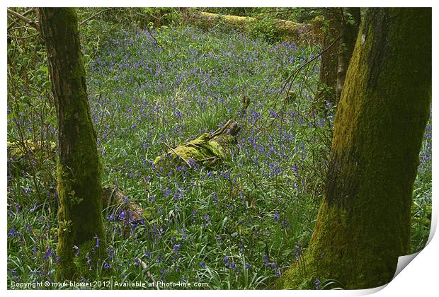 Bluebell wood Print by mark blower