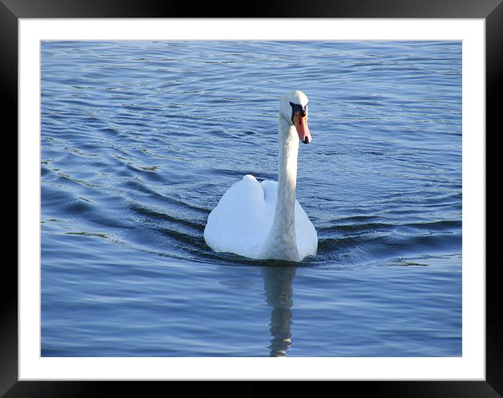 Swimming Swan Lake Framed Mounted Print by Carrie-Anne Young