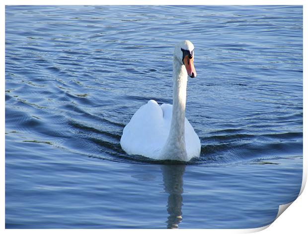 Swimming Swan Lake Print by Carrie-Anne Young