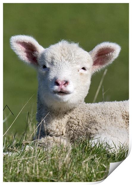 Lamb Print by Mike Gorton