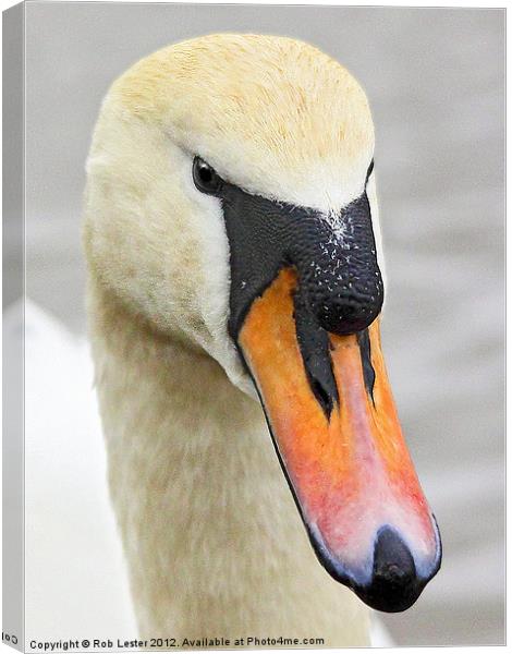 Mute Swan Canvas Print by Rob Lester
