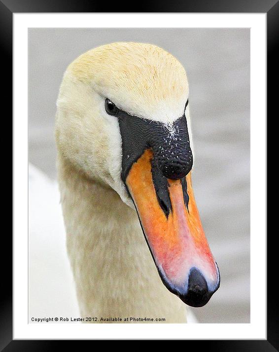Mute Swan Framed Mounted Print by Rob Lester