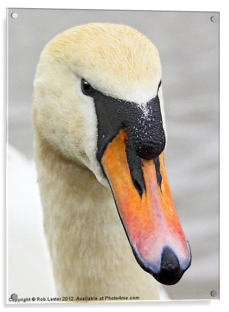 Mute Swan Acrylic by Rob Lester