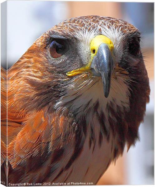 Hawk Eye Contact Canvas Print by Rob Lester