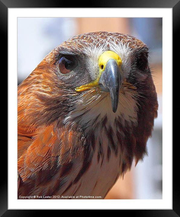 Hawk Eye Contact Framed Mounted Print by Rob Lester