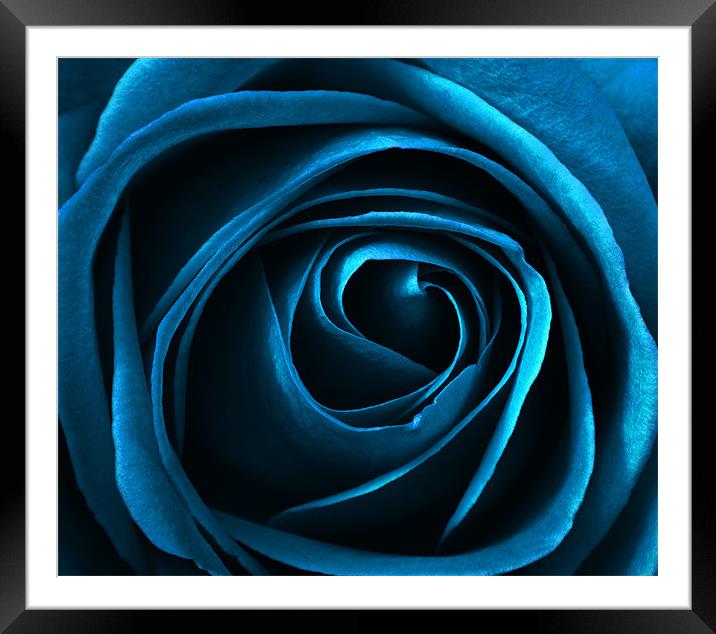 blue rose Framed Mounted Print by clayton jordan