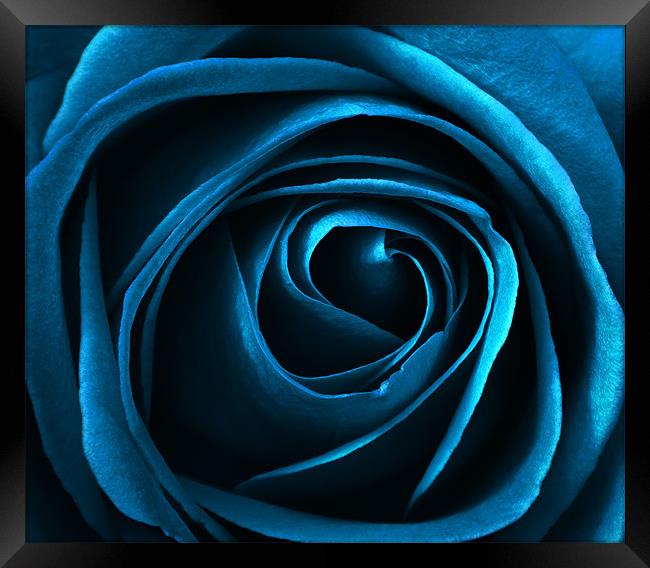 blue rose Framed Print by clayton jordan