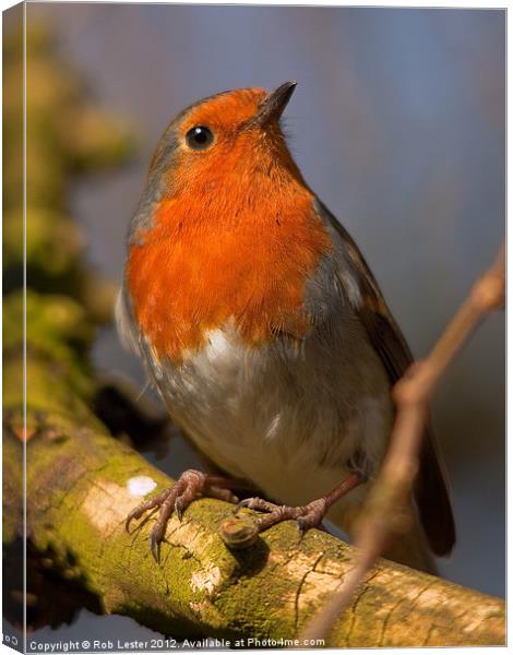 Erithacus rubecula Canvas Print by Rob Lester