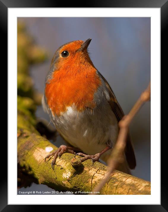 Erithacus rubecula Framed Mounted Print by Rob Lester