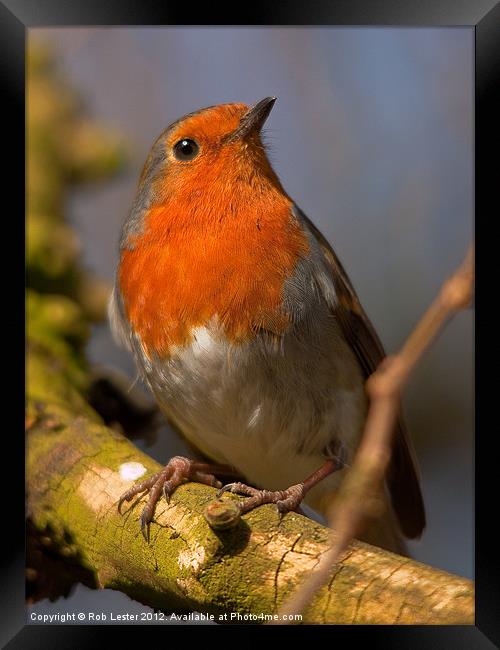 Erithacus rubecula Framed Print by Rob Lester