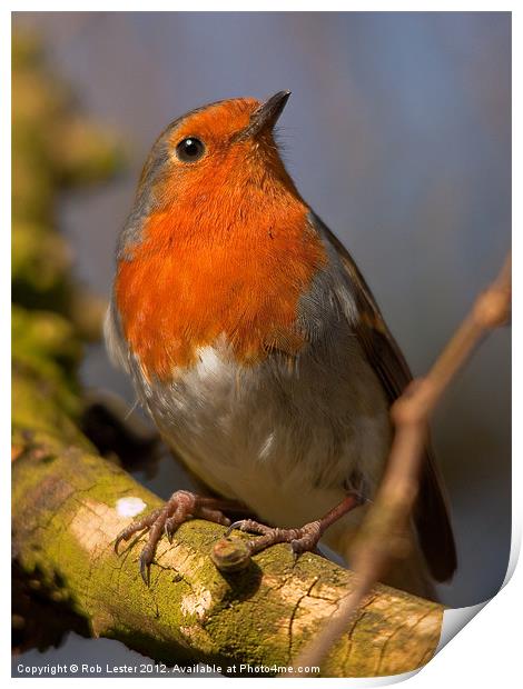 Erithacus rubecula Print by Rob Lester