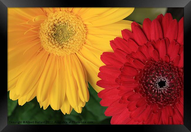 Flowers of Summer Framed Print by Albert Gallant