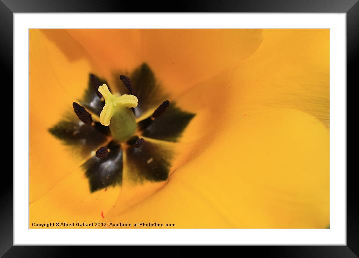 Flower macro Framed Mounted Print by Albert Gallant