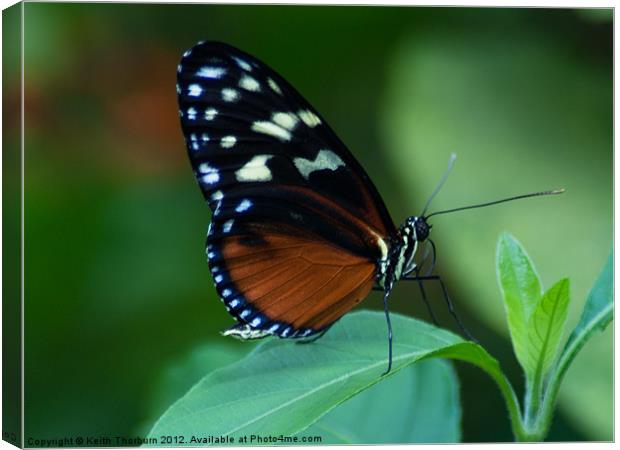 Hecale's Longwing Canvas Print by Keith Thorburn EFIAP/b