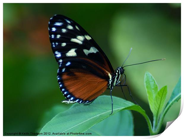 Hecale's Longwing Print by Keith Thorburn EFIAP/b