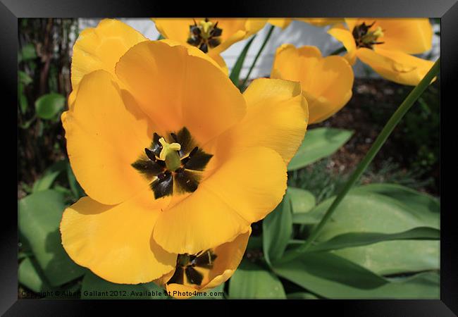 Flower Time Framed Print by Albert Gallant