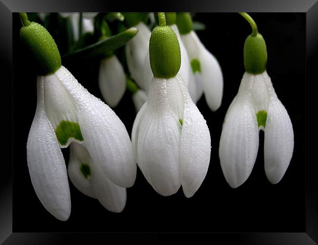 simply snowdrops Framed Print by Heather Newton